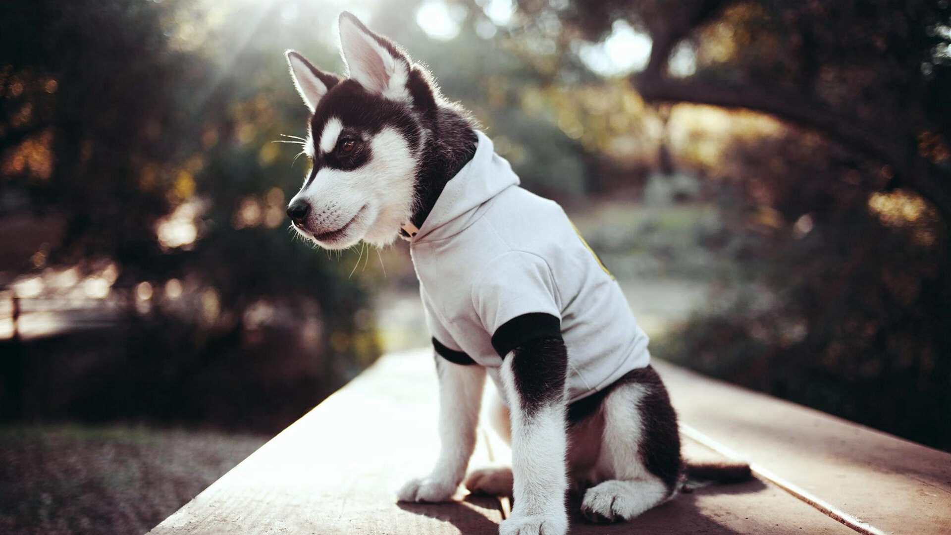 【球迷互动】现场活动点燃比赛热情，球迷活动创意